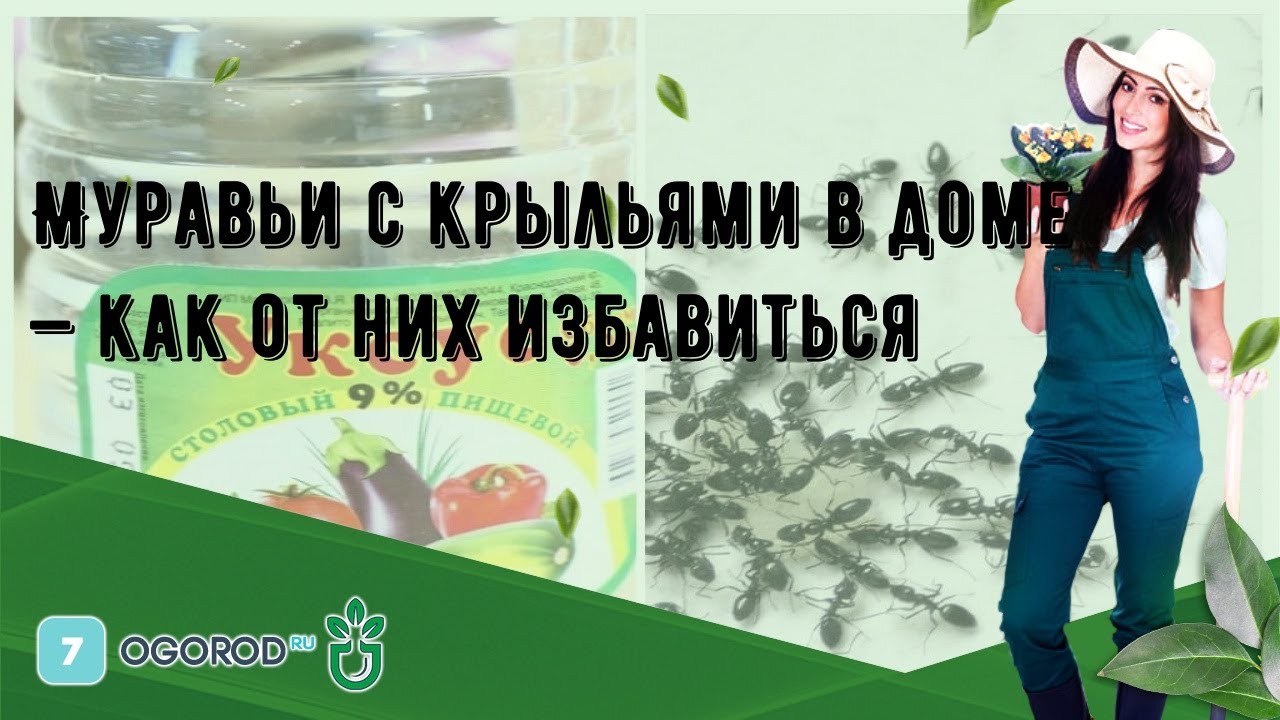 Почему в доме появляются муравьи - их привлекает что-то в вашем жилище?